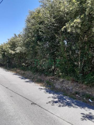 VENTA FINCA URBANIZABLE EN ALLARIZ